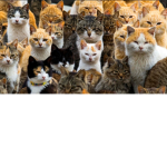 Ĉąťṣ