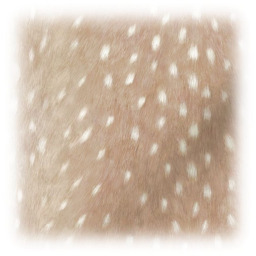 ๑˚🦌