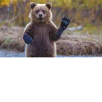 The Yogi Bears