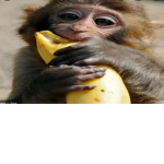 united primates of america