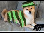Doge army no cats