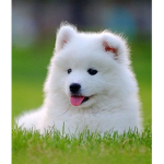 DOGGO PAT PAT TIME