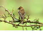 boris the bird club