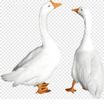 Goose group official