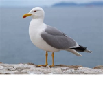 Pigeons And Seagulls Forever!