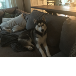 Buddy Gaming Fan Club