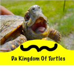 The Kingdom Of Turtles