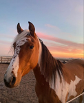 . - ! Birch Wood Show Horse program ! - .