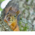 Squirrel Roleplay Family