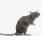 RATS RATS RATSs