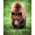Bear Team