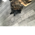 MOST GOODEST AND GREATEST BOIS