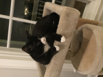 Catsandlikes
