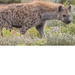 Hyenas rule