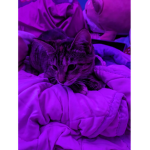 Lazer's Kingdom