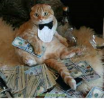 gato com drip