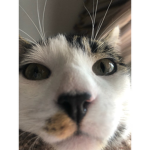 Cats are cuteeeee