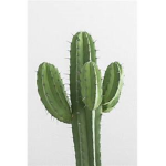 :)Cactus Clothes
