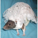 The Ugly Rat Society