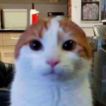 벨컨의 우당탕 그룹