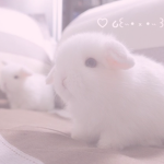 bunnisgraveyard!