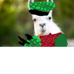 Scottish Llamas