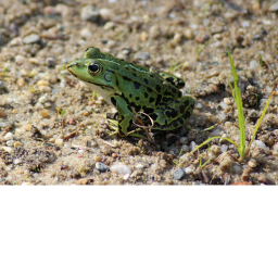 for funny frog