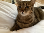 Cute annoying cats