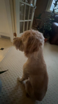 Mydogchancy23