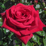 Killing roses<3