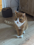 Cookie_Doepie
