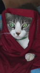 [Gatito]
