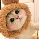 -chocolate cat-