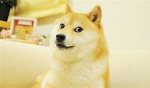 da doge and el gato group