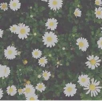 .+*Ｄａｉｓｙ Ｃｕｌｔ*+.