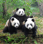 Pandapiles