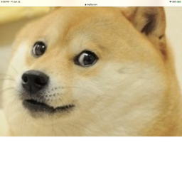 Doge racing ultimate
