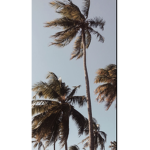 . viibrant_rainwings .