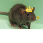 Rats that hate cats