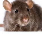 Rats are da best