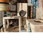 Chinchillas r cute