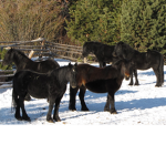 The Pony's