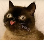 Cat sticking the toung out