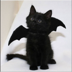 ~!Cat appreciation group!~