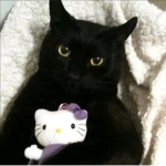 Berry Kitties