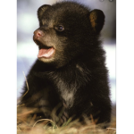 For The Bears