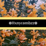 Hxneycombzz