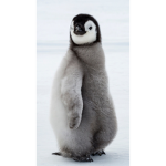 Penguins unite!!!