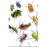 I eat bugs group