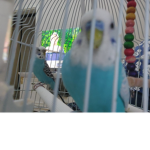 SingingSirens